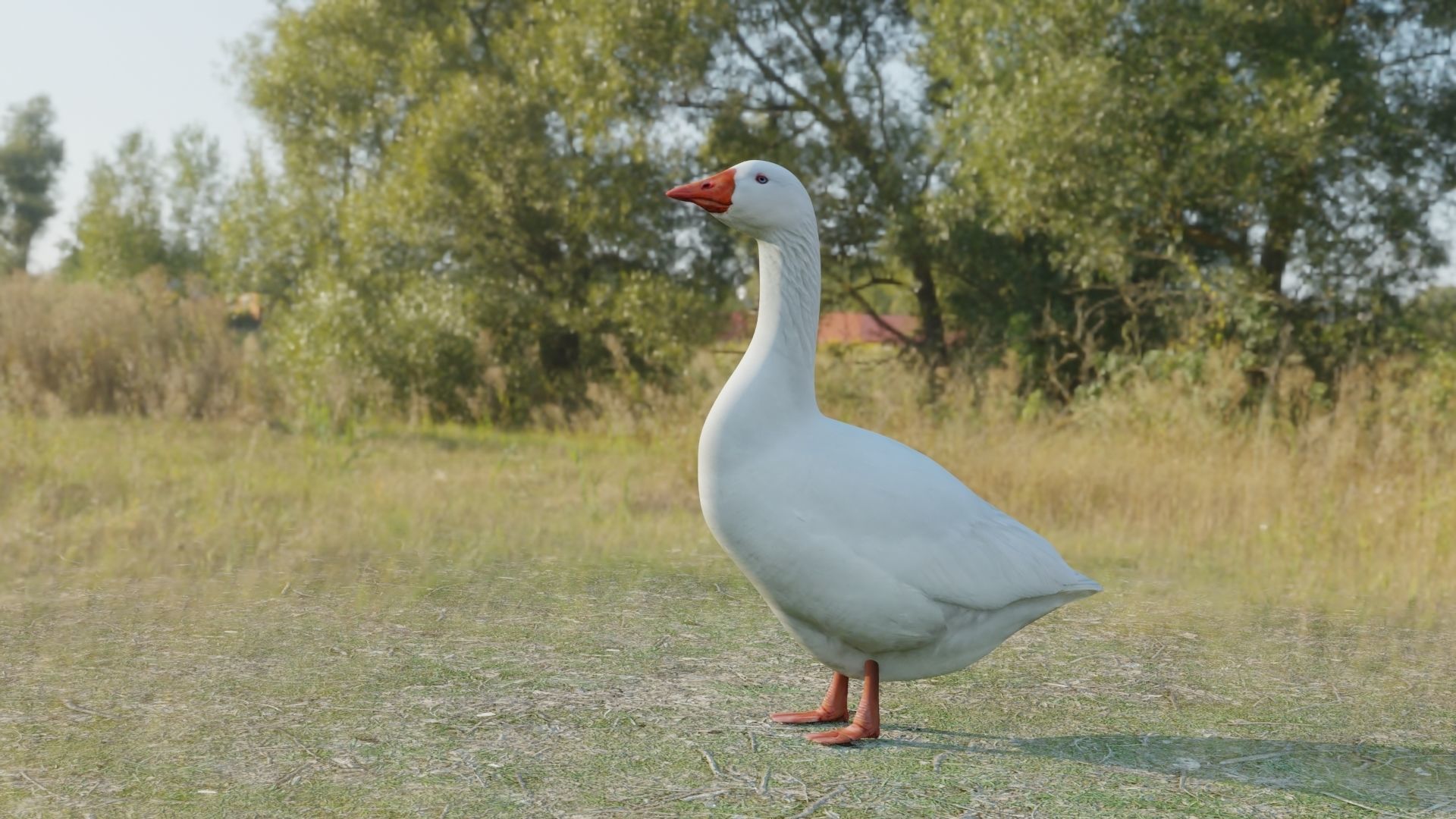 Goose two geese Low-poly 3D model_2