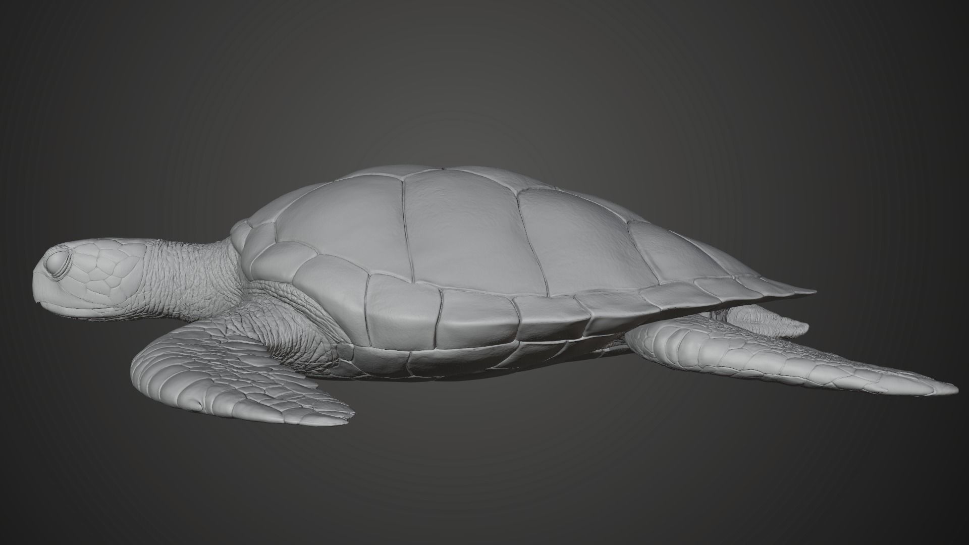 Green Sea Turtle Animated 3D model_13