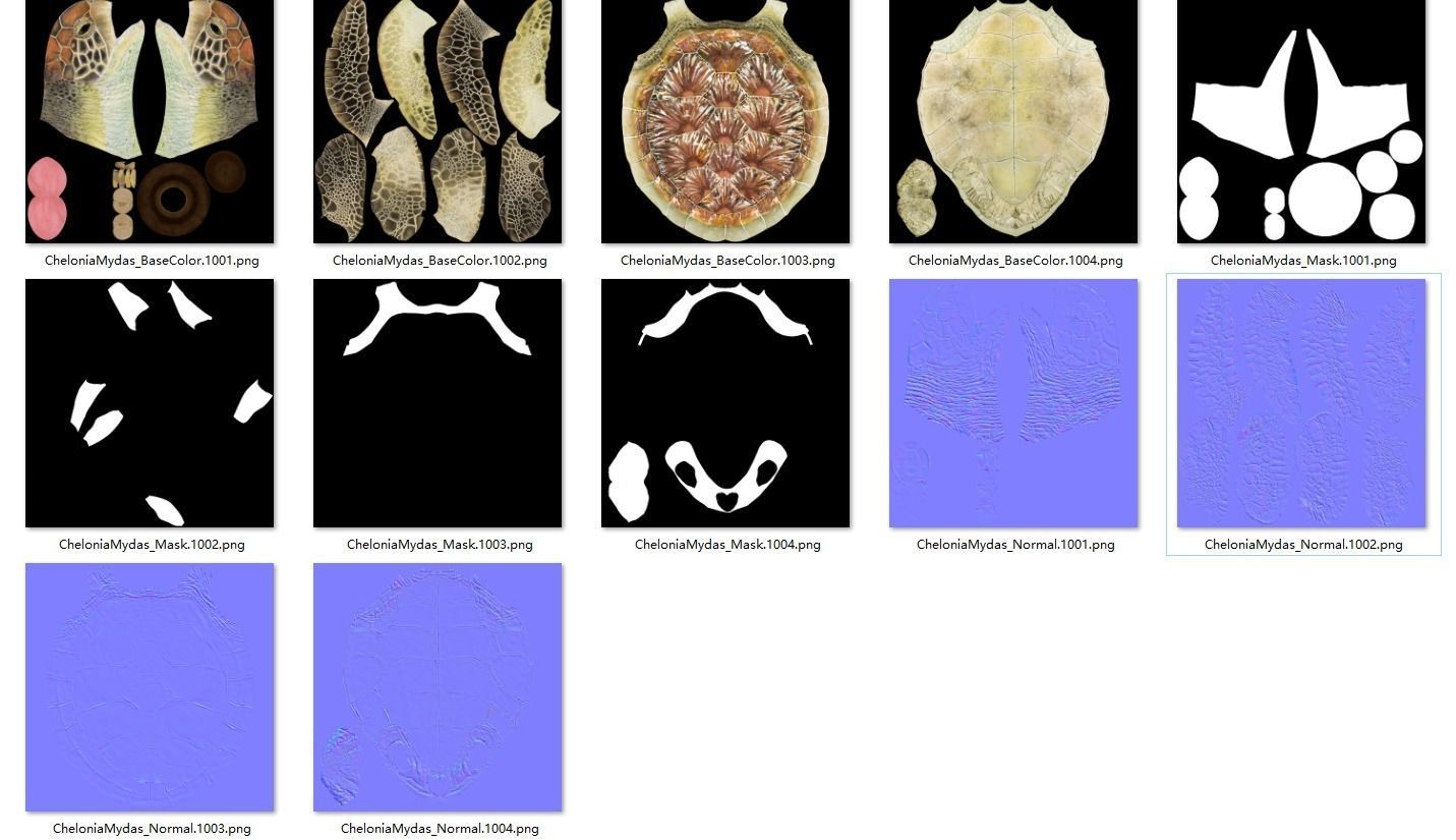 Green Sea Turtle Animated 3D model_24