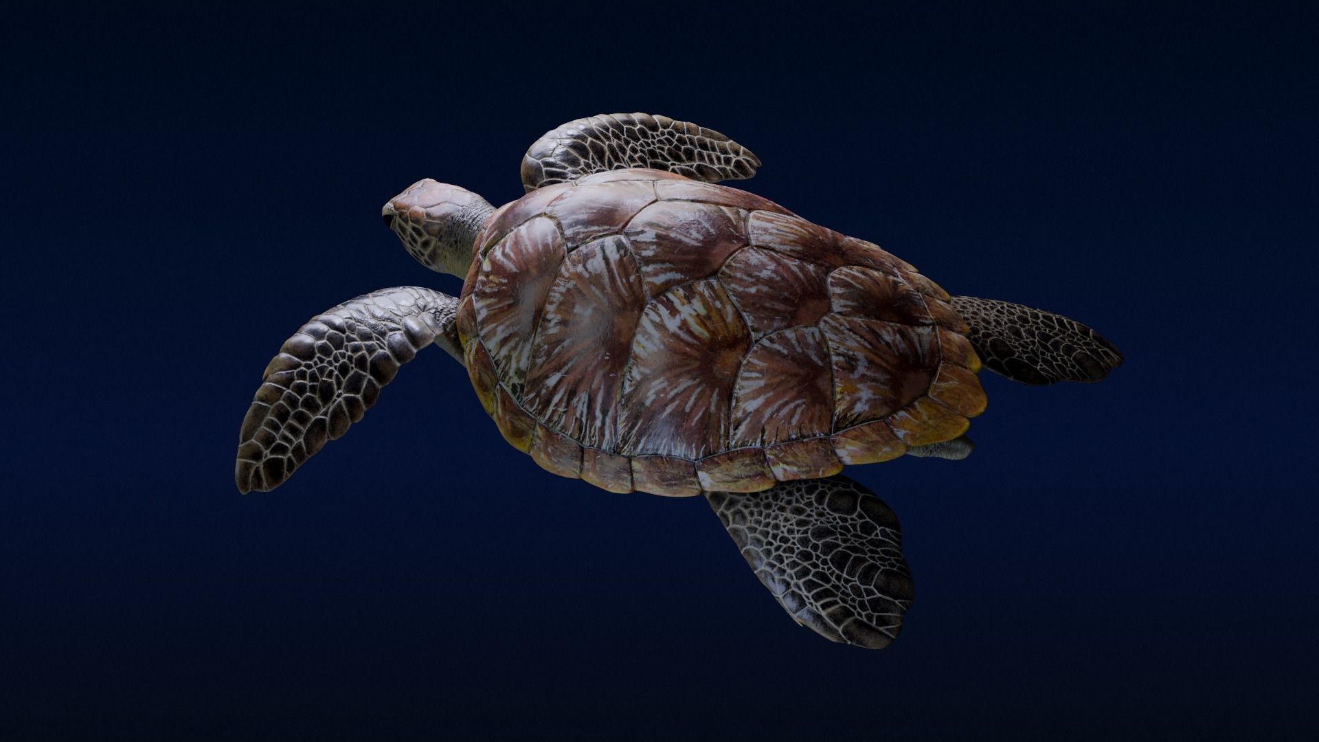 Green Sea Turtle Animated 3D model_11