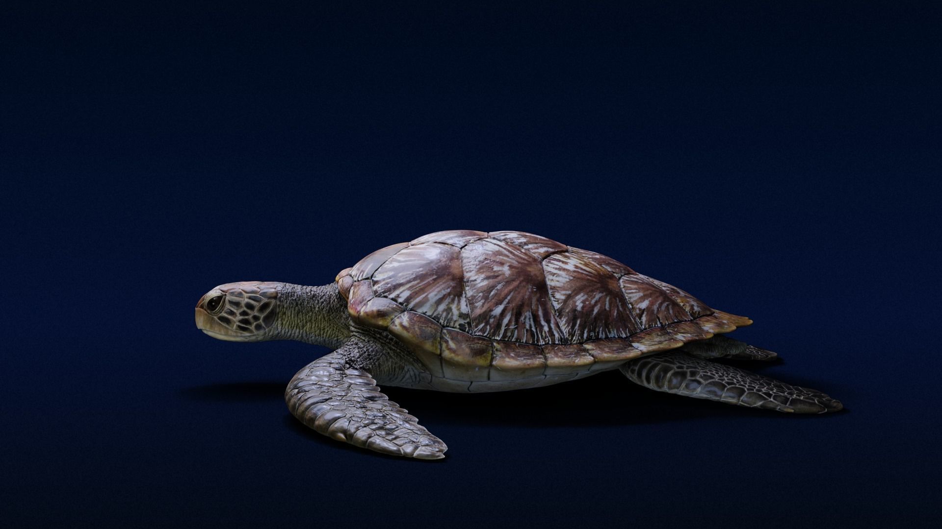 Green Sea Turtle Animated 3D model_5