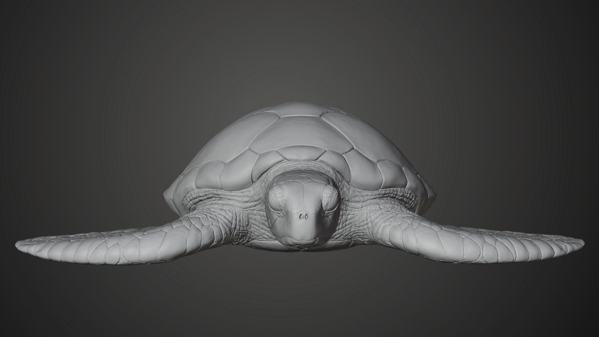 Green Sea Turtle Animated 3D model_12