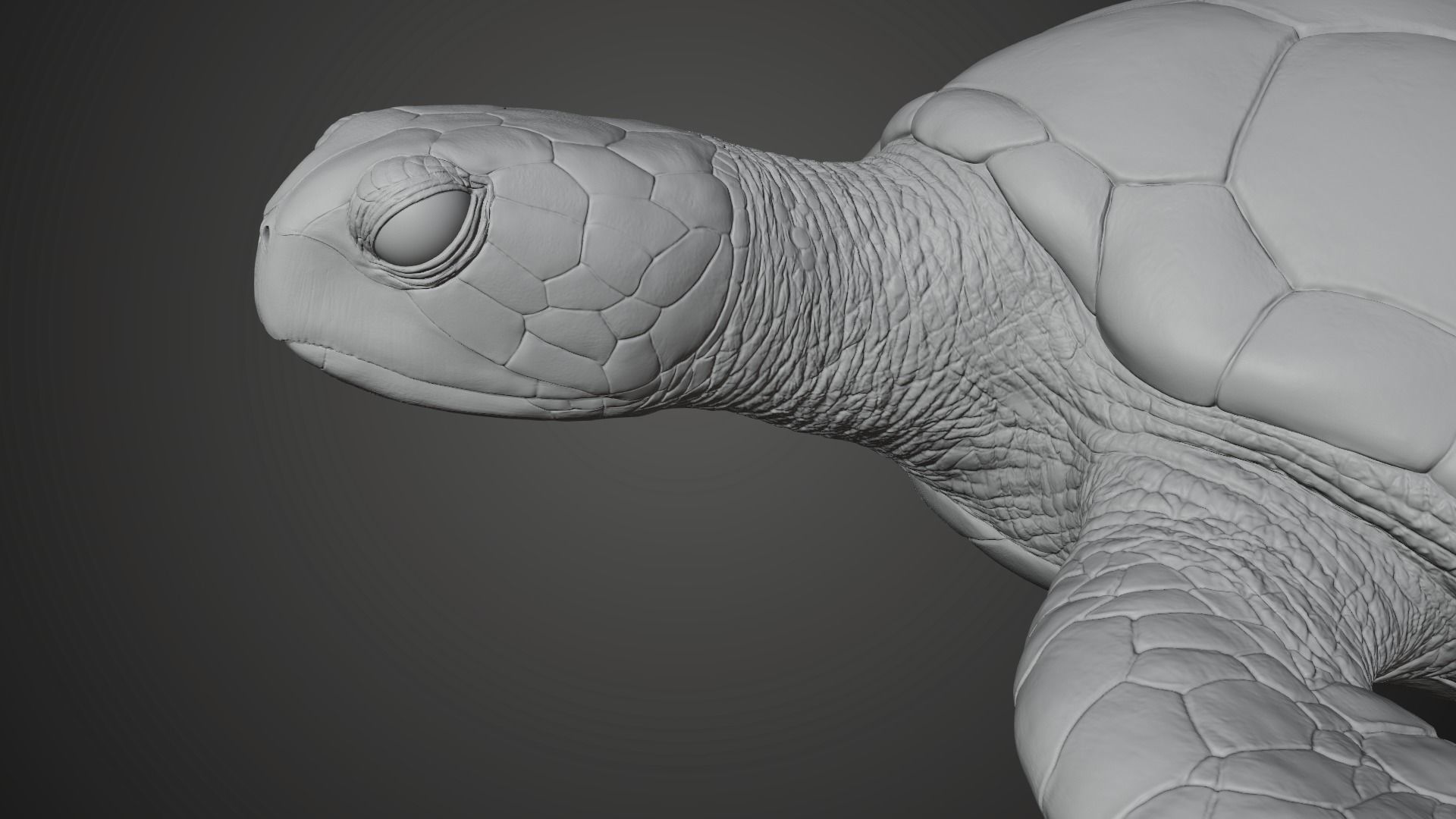Green Sea Turtle Animated 3D model_16