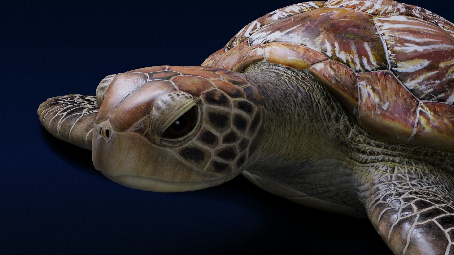 Green Sea Turtle Animated 3D model_9