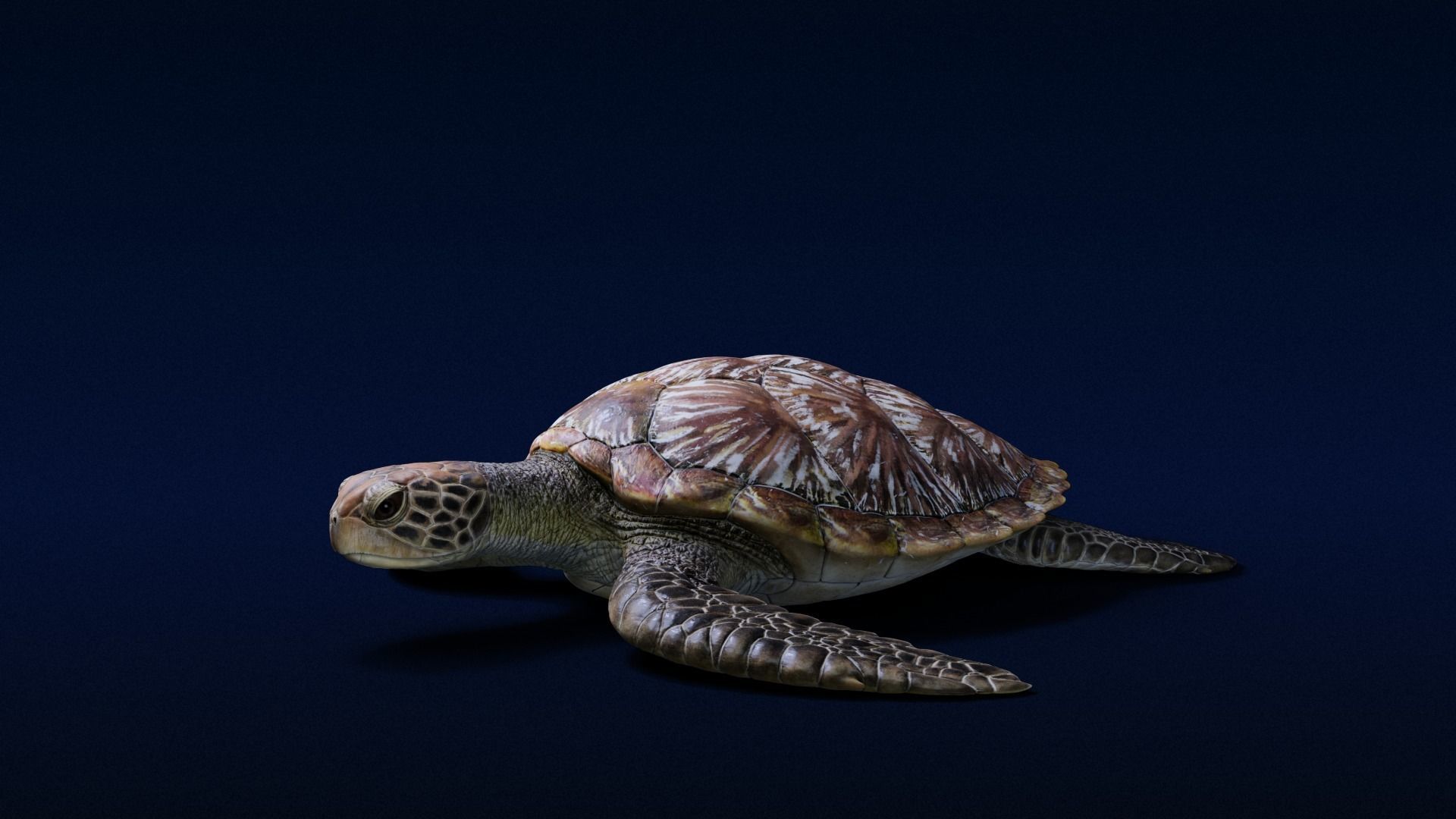 Green Sea Turtle Animated 3D model_6