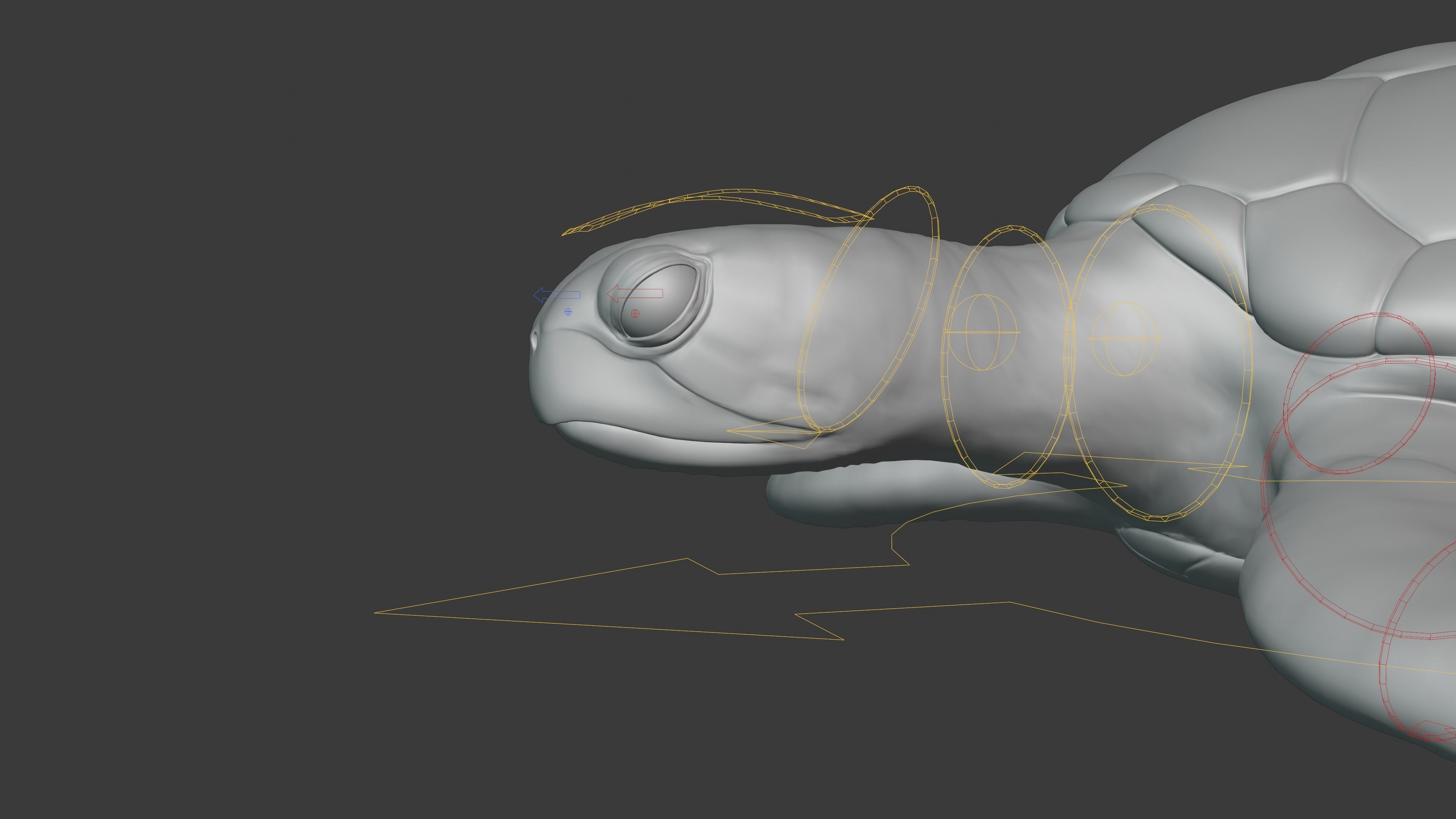 Green Sea Turtle Animated 3D model_18