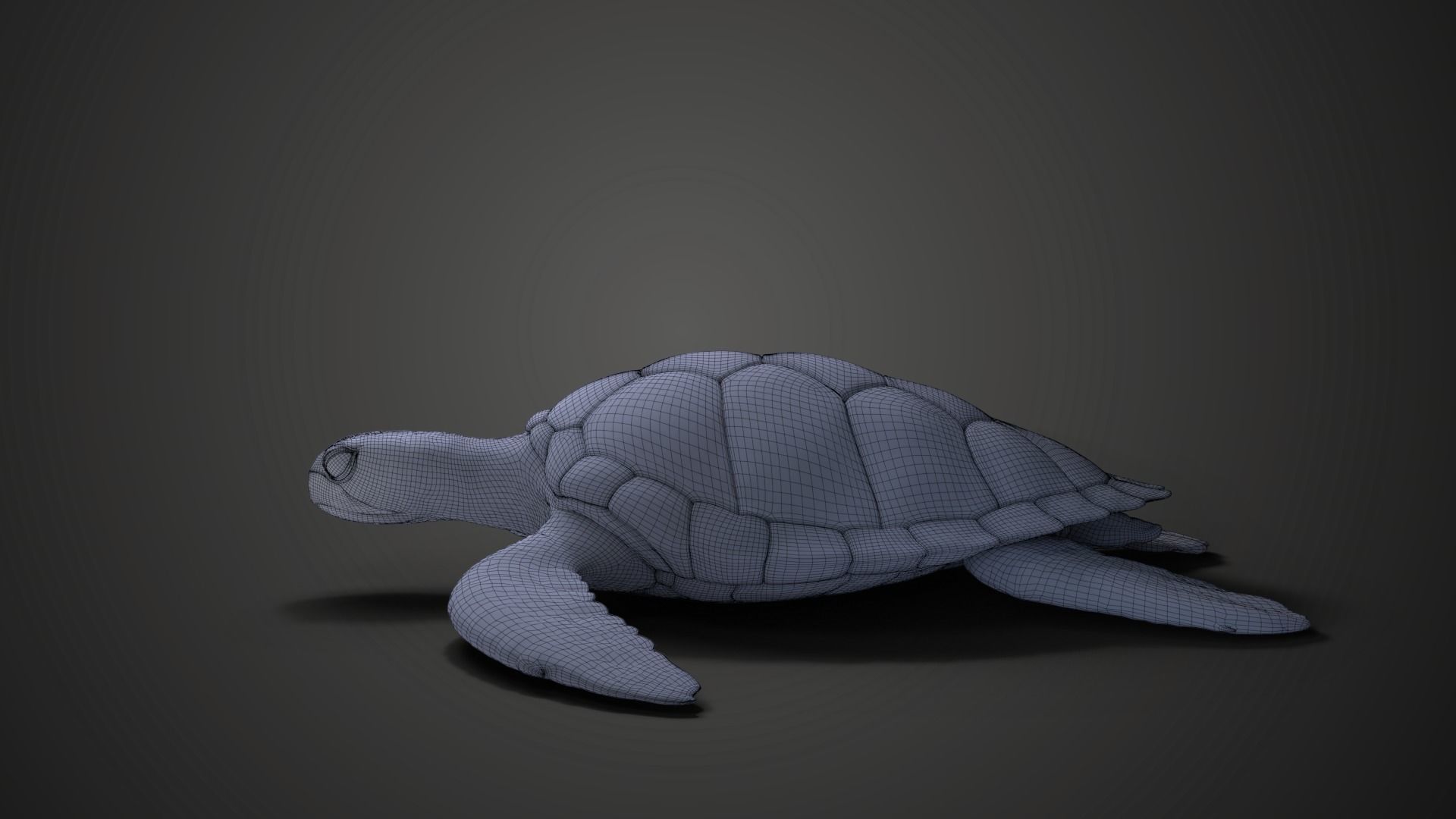 Green Sea Turtle Animated 3D model_20