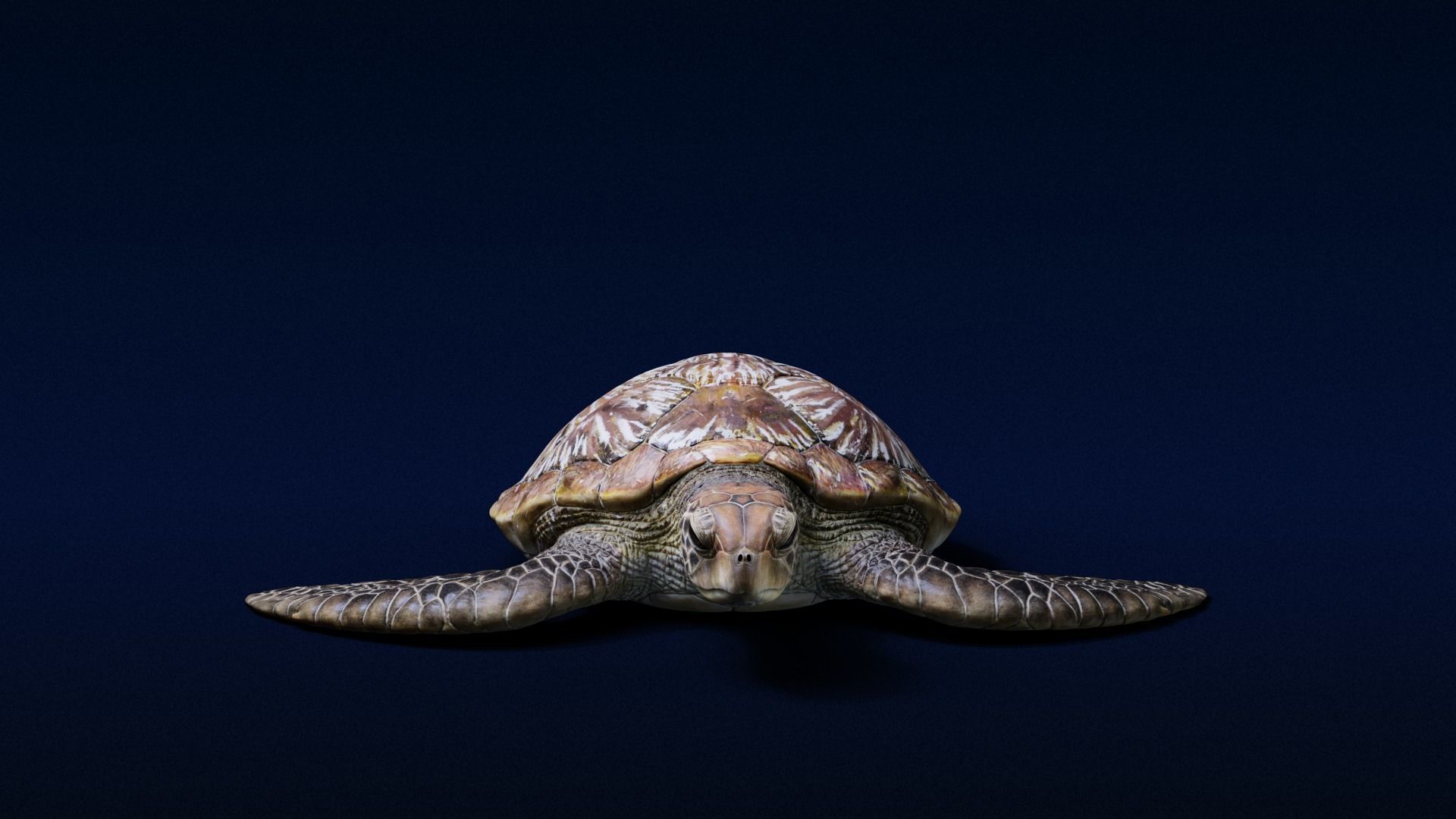 Green Sea Turtle Animated 3D model_4