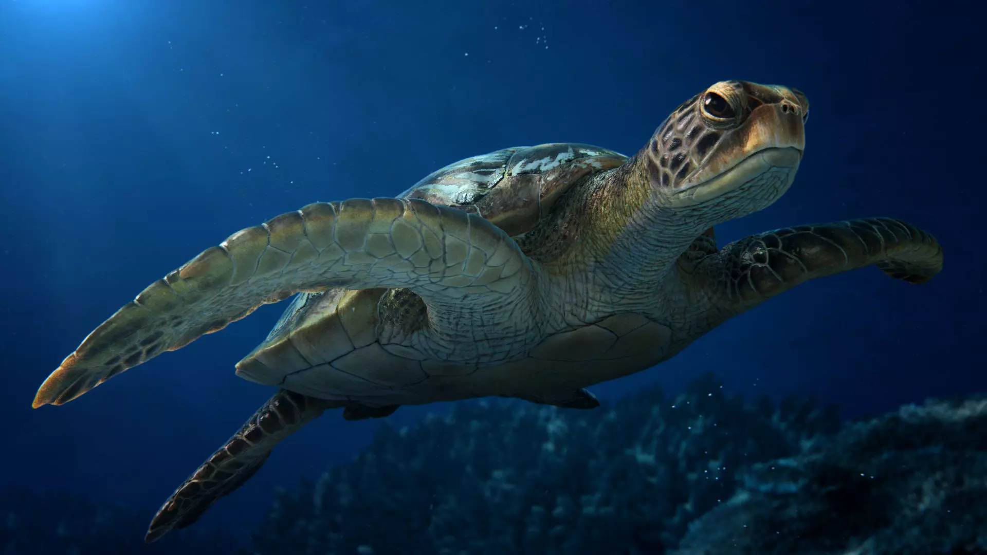 Green Sea Turtle Animated 3D model_0
