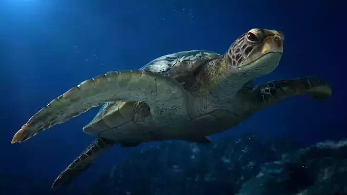 Green Sea Turtle Animated 3D model