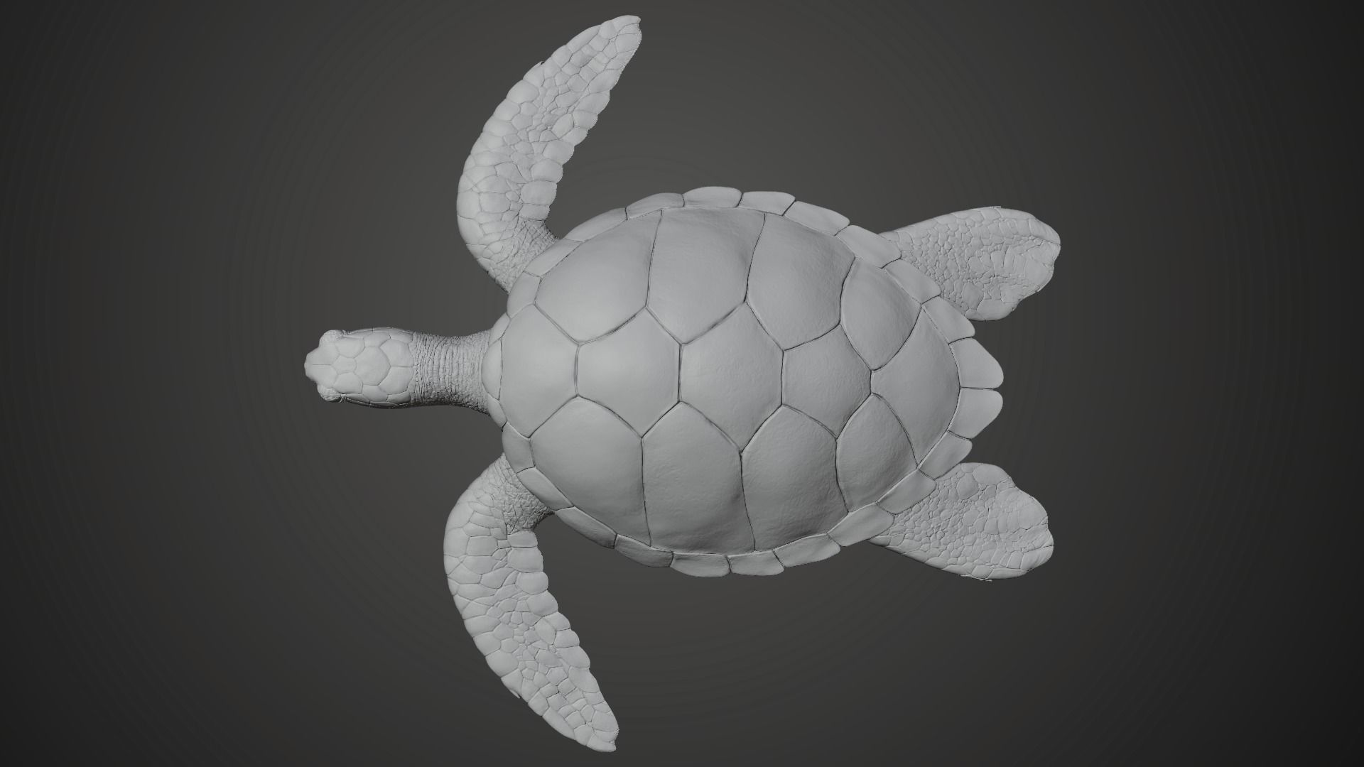 Green Sea Turtle Animated 3D model_14