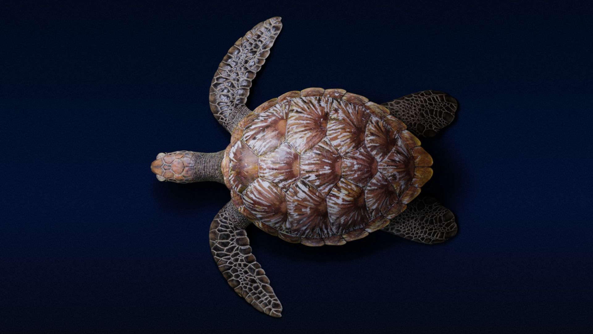 Green Sea Turtle Animated 3D model_8