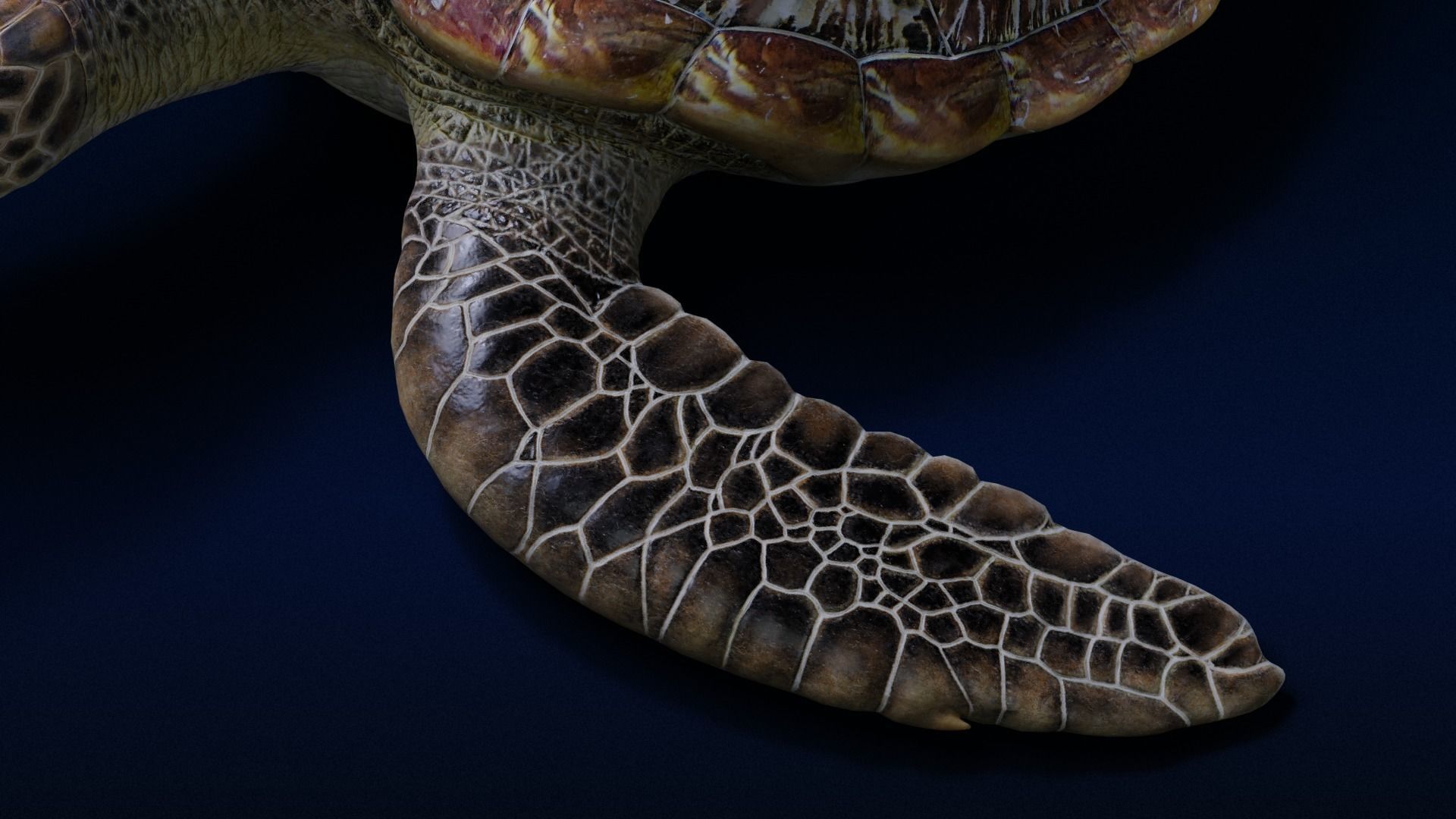 Green Sea Turtle Animated 3D model_10