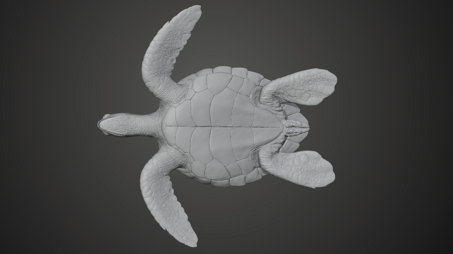 Green Sea Turtle Animated 3D model_15