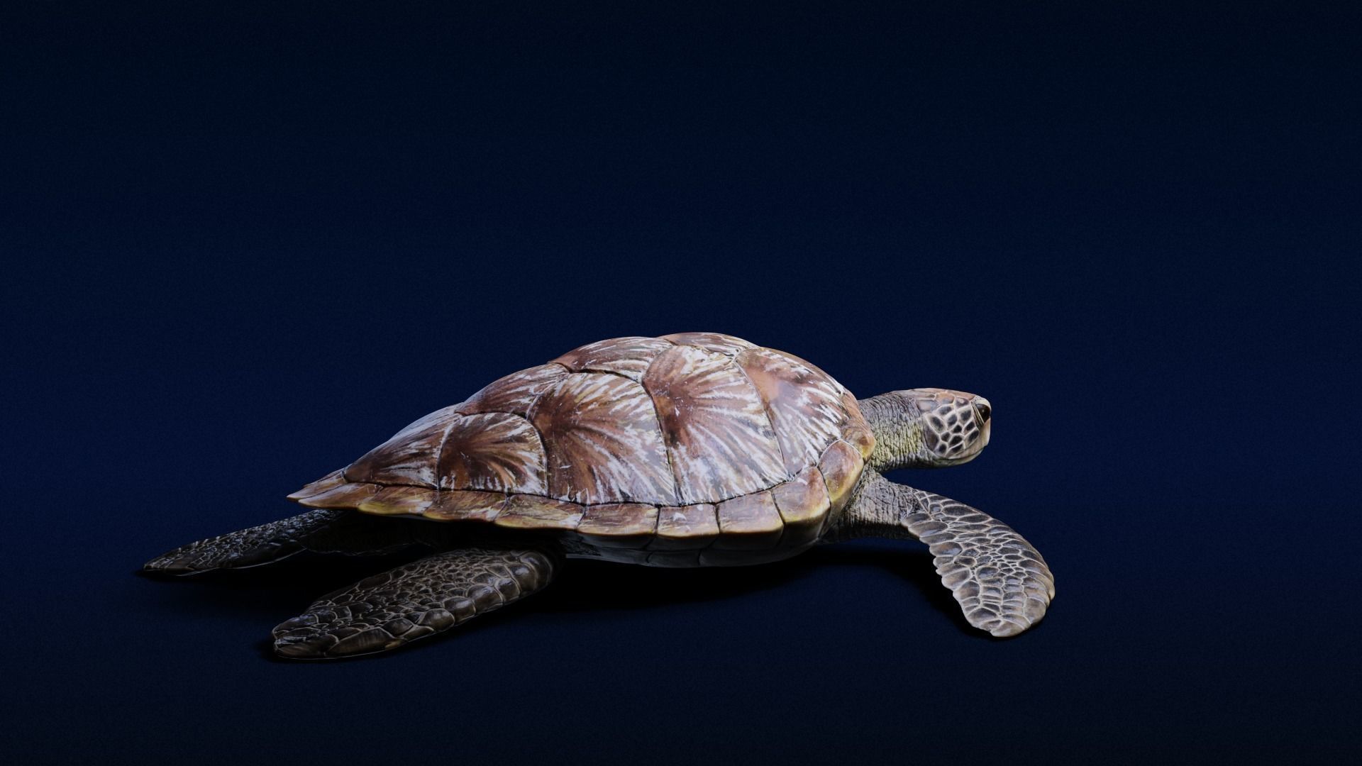 Green Sea Turtle Animated 3D model_7