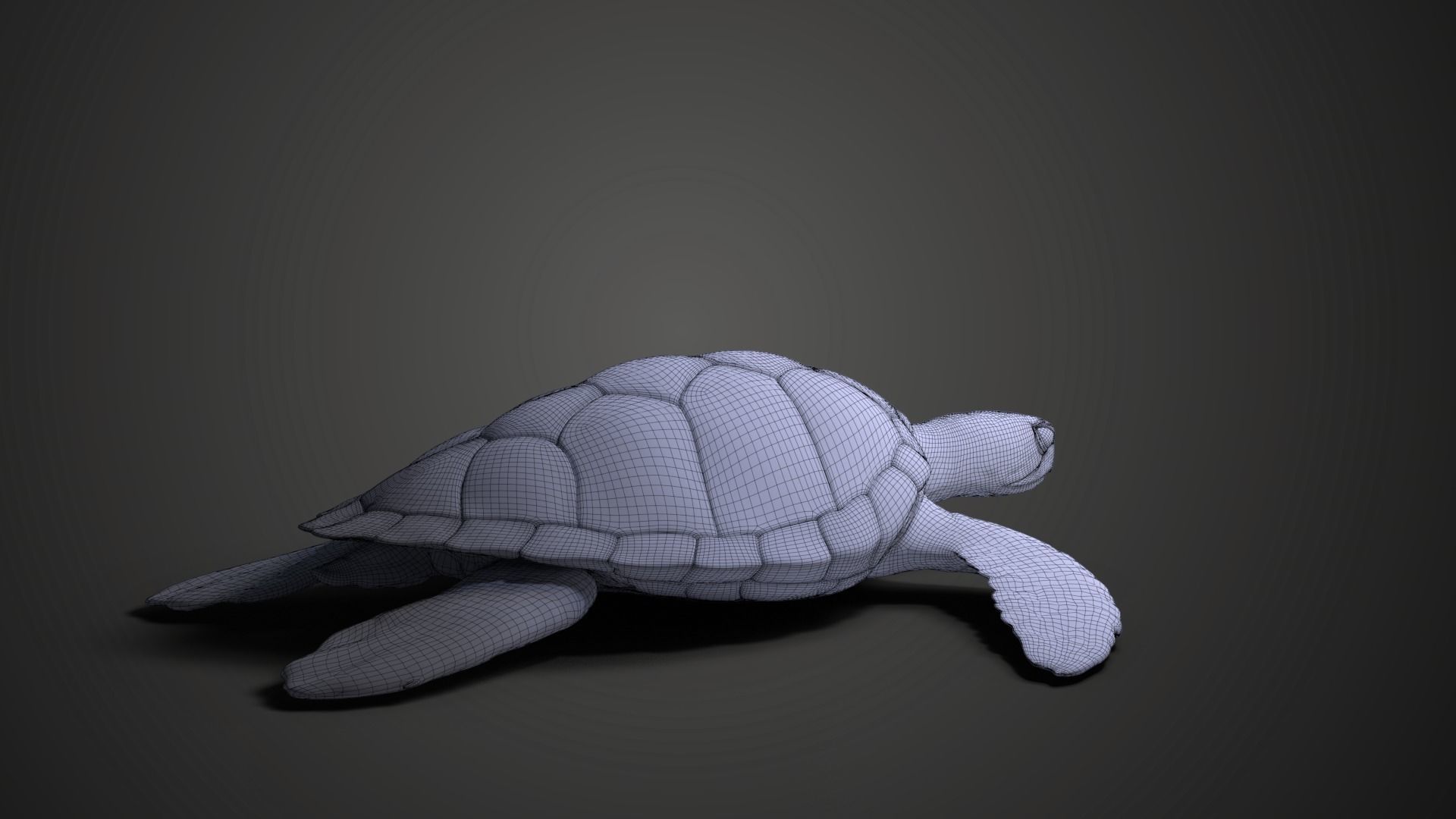 Green Sea Turtle Animated 3D model_22