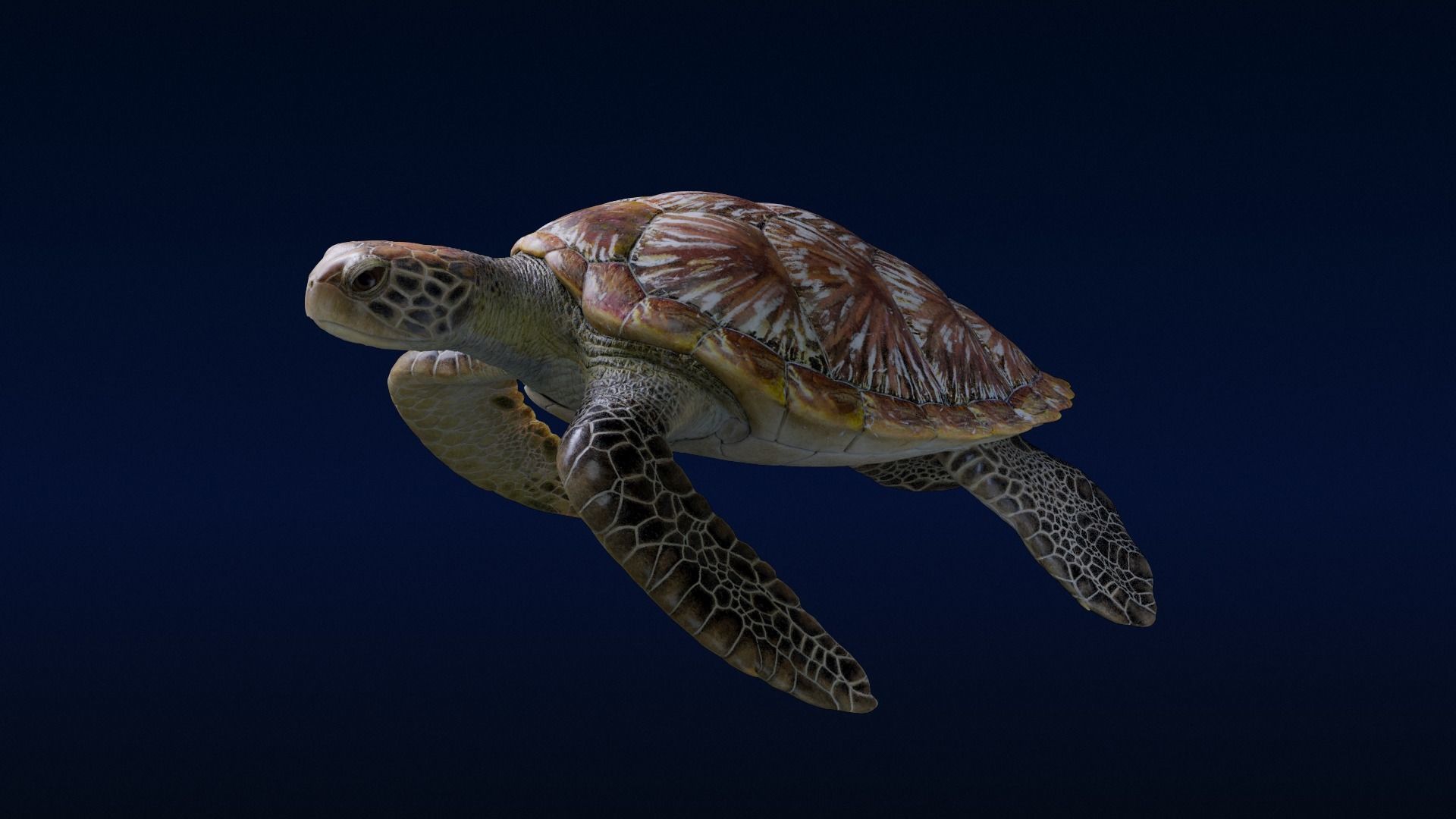 Green Sea Turtle Animated 3D model_3