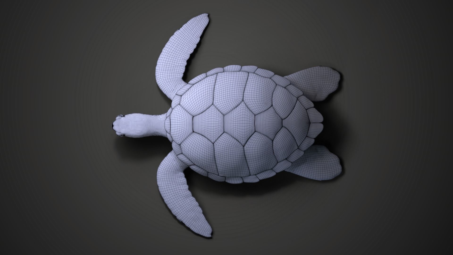 Green Sea Turtle Animated 3D model_23