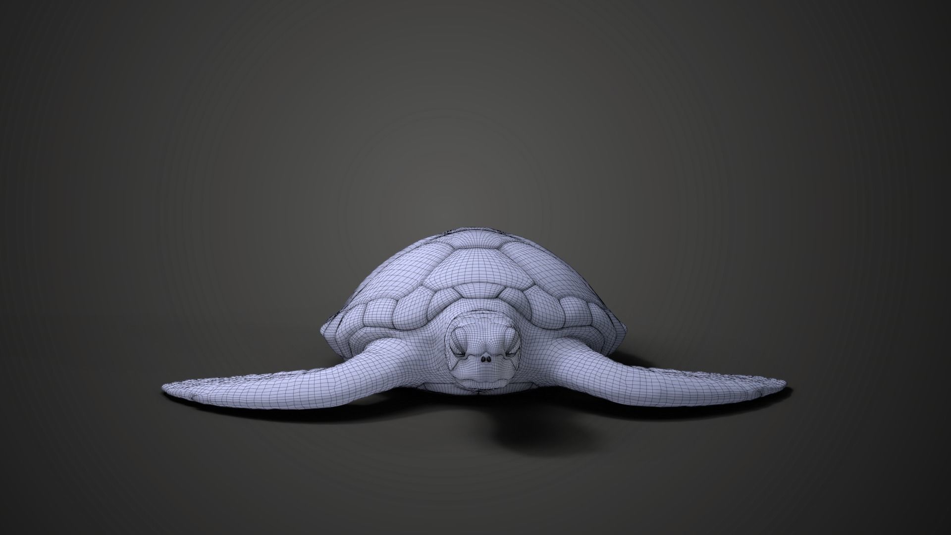 Green Sea Turtle Animated 3D model_19