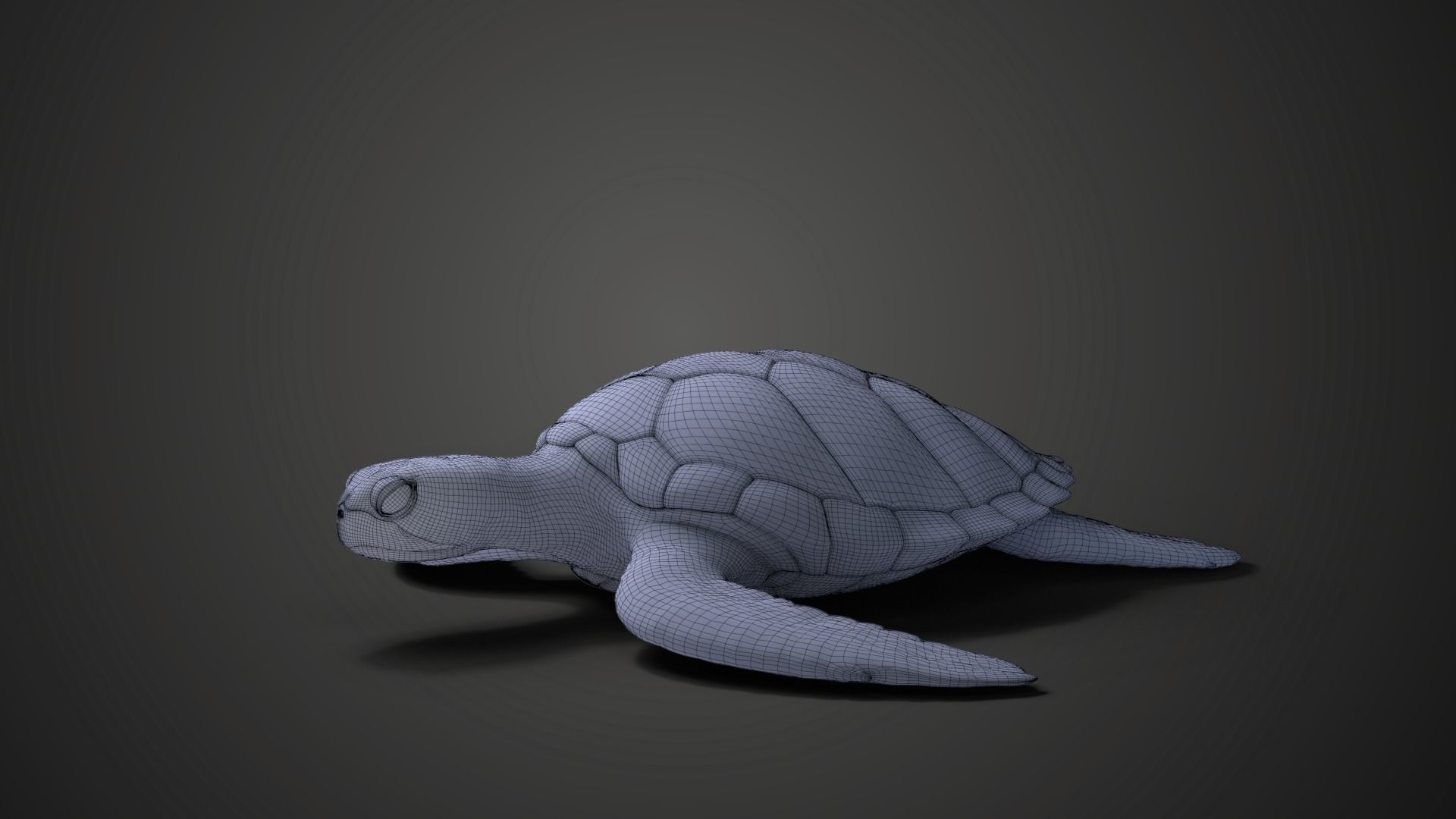 Green Sea Turtle Animated 3D model_21