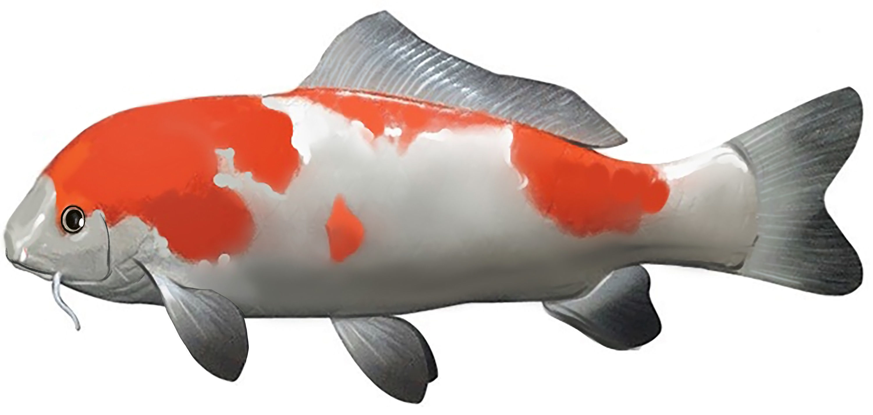 Koi Fish Lowpoly Animated Rigged Low-poly 3D model_9