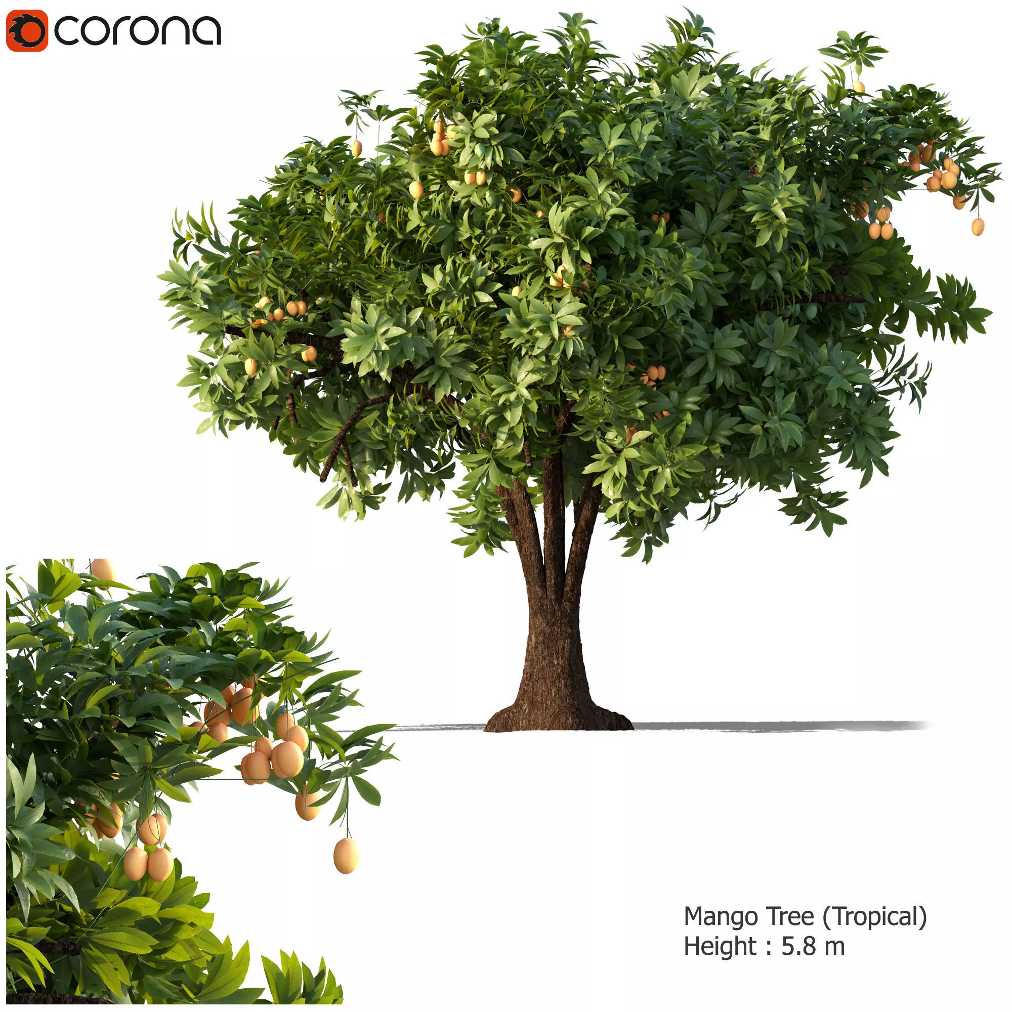 Mango Tree 3D model_0