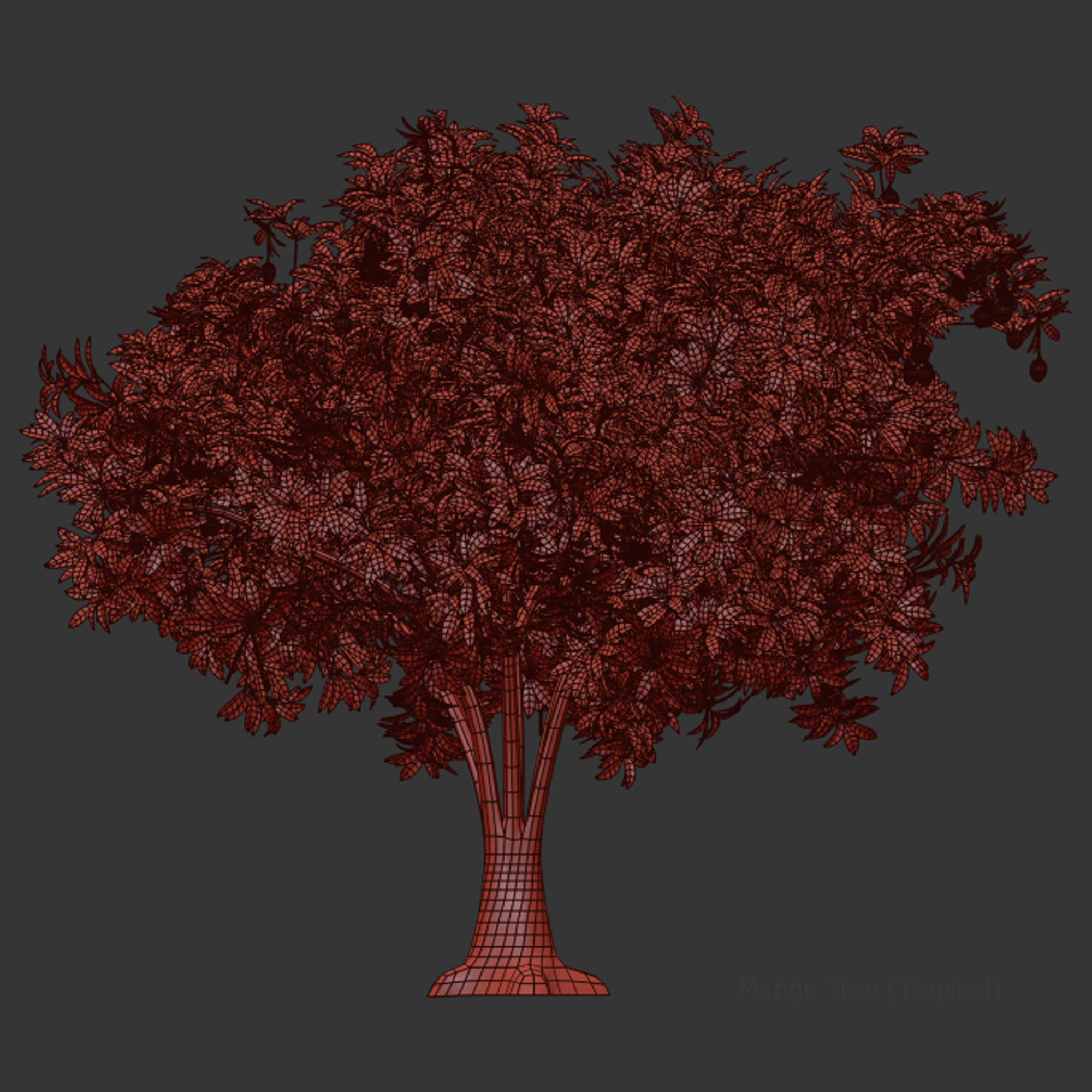 Mango Tree 3D model_2