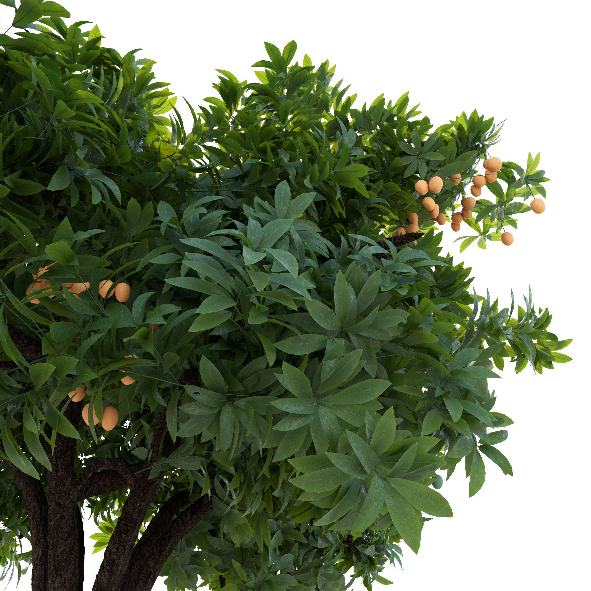 Mango Tree 3D model_1