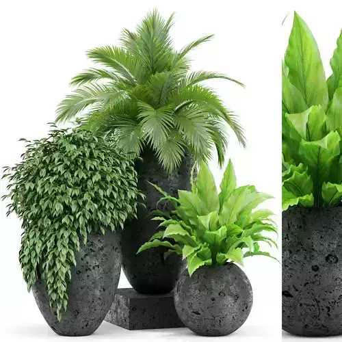 Plants collection 437