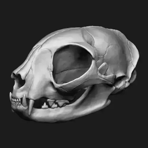 Domestic Cat Skull 3D model