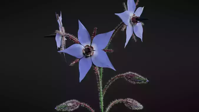 Borage flower Free 3D model