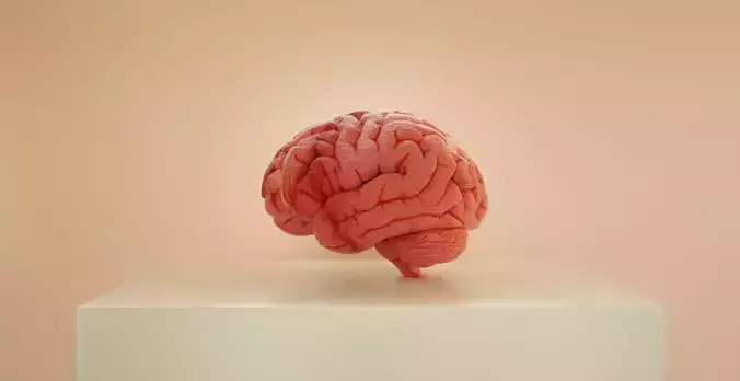 Brain 3D Realistic model made of yarn