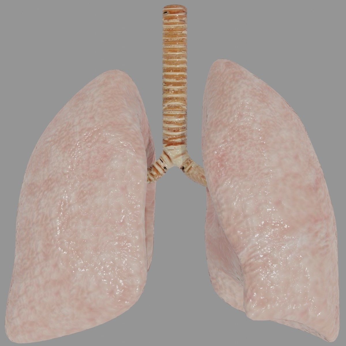 Human Lungs  Low-poly 3D model_5