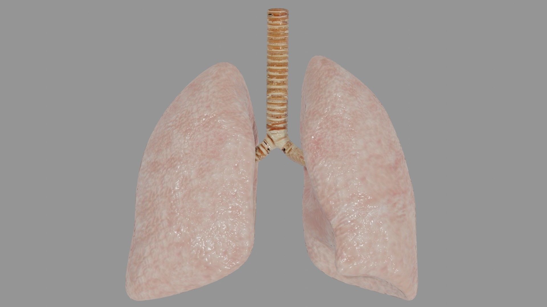 Human Lungs  Low-poly 3D model_6