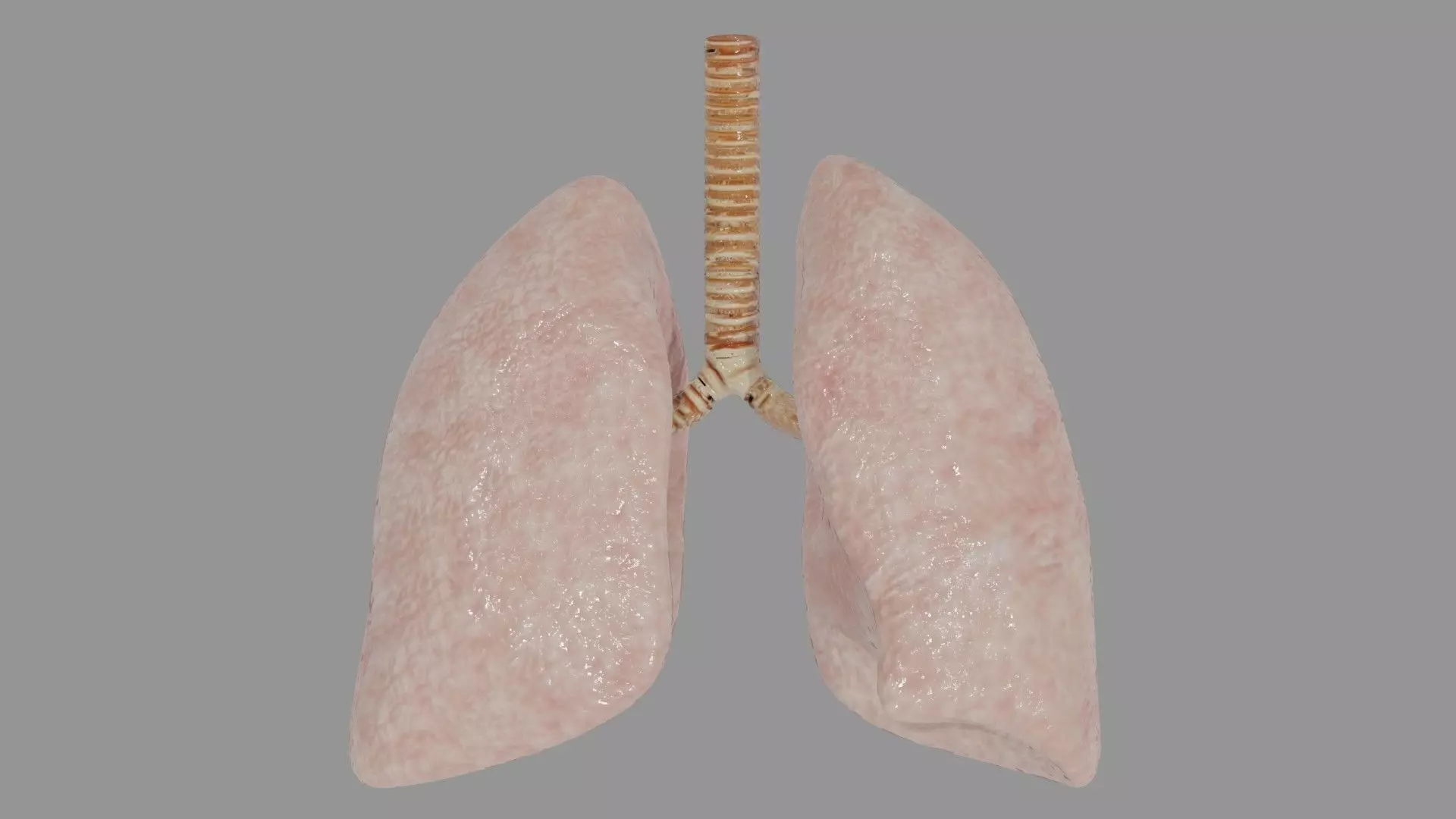 Human Lungs  Low-poly 3D model_0