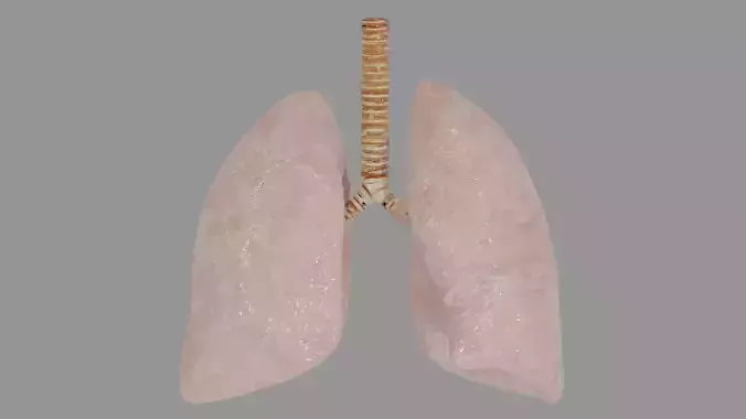 Human Lungs  Low-poly 3D model