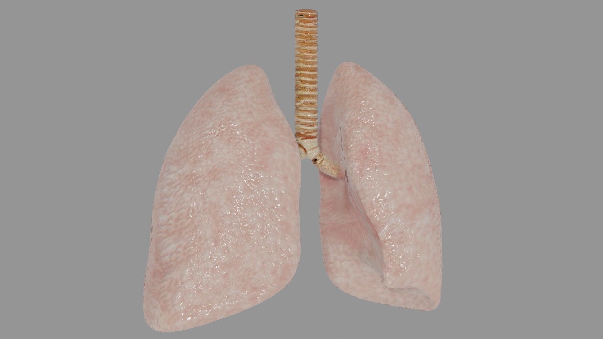 Human Lungs  Low-poly 3D model_1