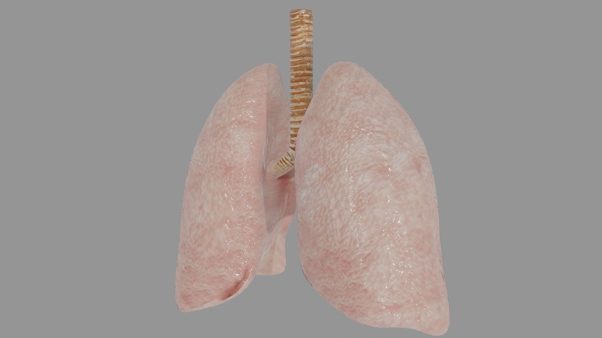 Human Lungs  Low-poly 3D model_3