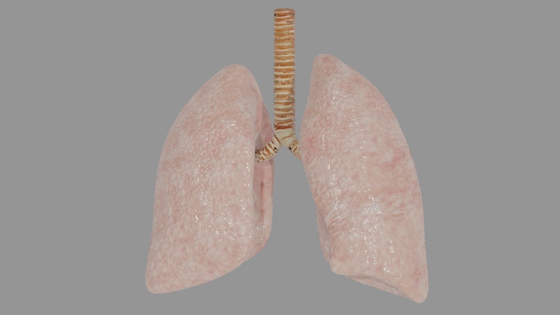 Human Lungs  Low-poly 3D model_2