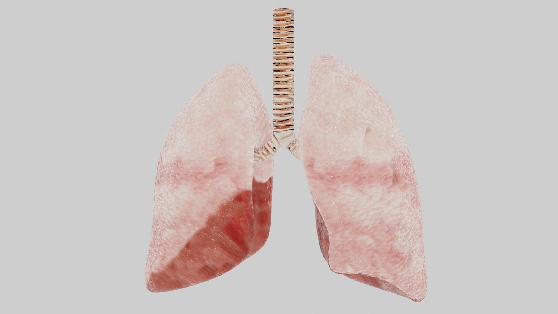 Human lungs fully rigged low poly 2 Low-poly 3D model_2