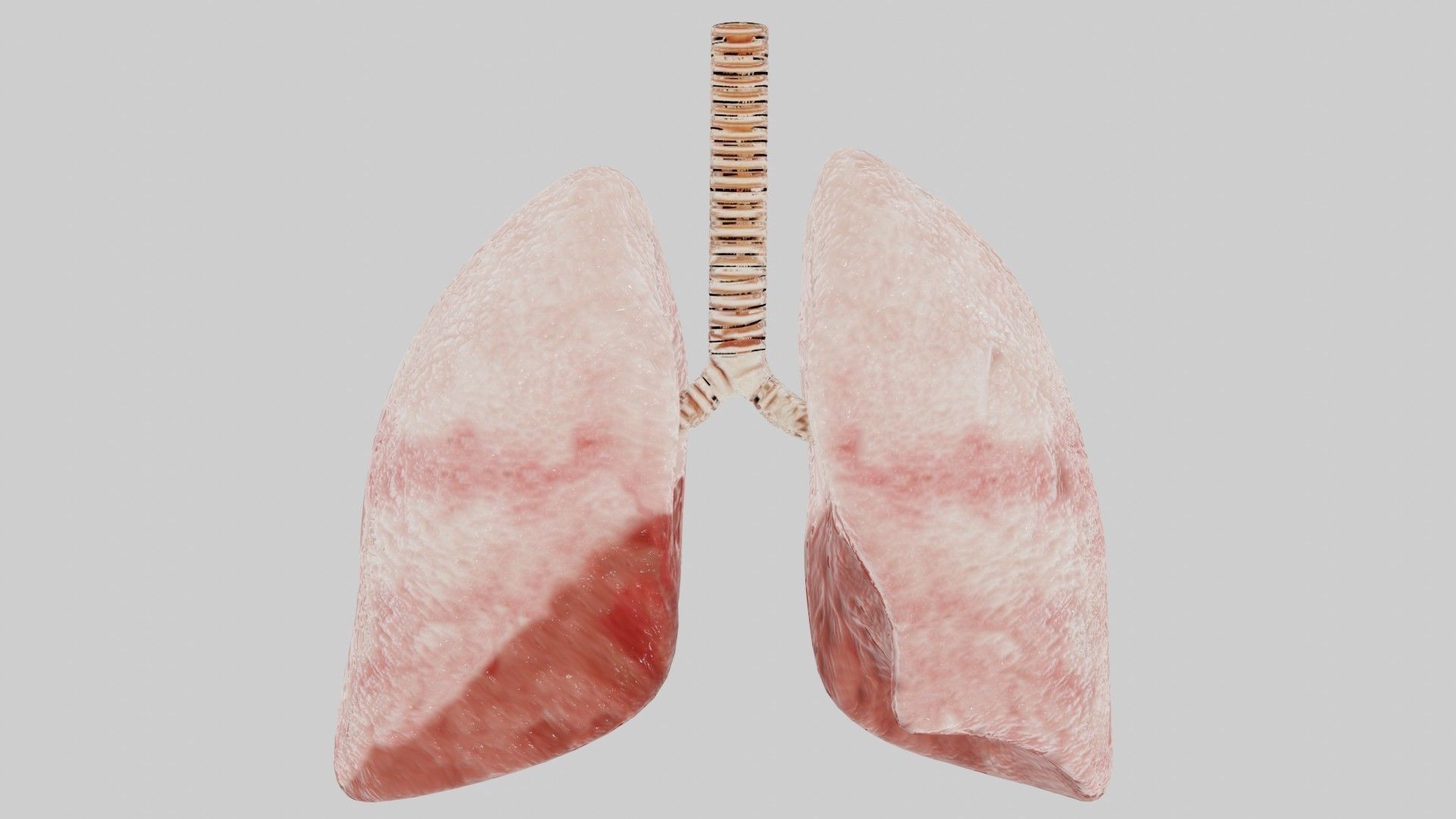 Human lungs fully rigged low poly 2 Low-poly 3D model_5