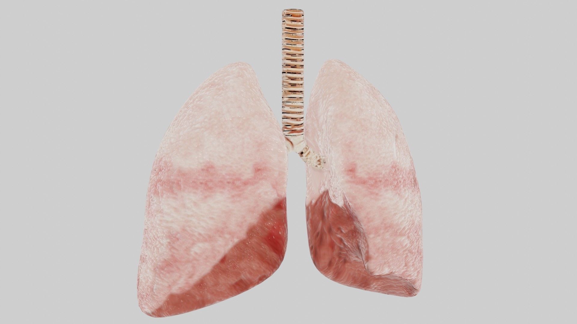 Human lungs fully rigged low poly 2 Low-poly 3D model_1