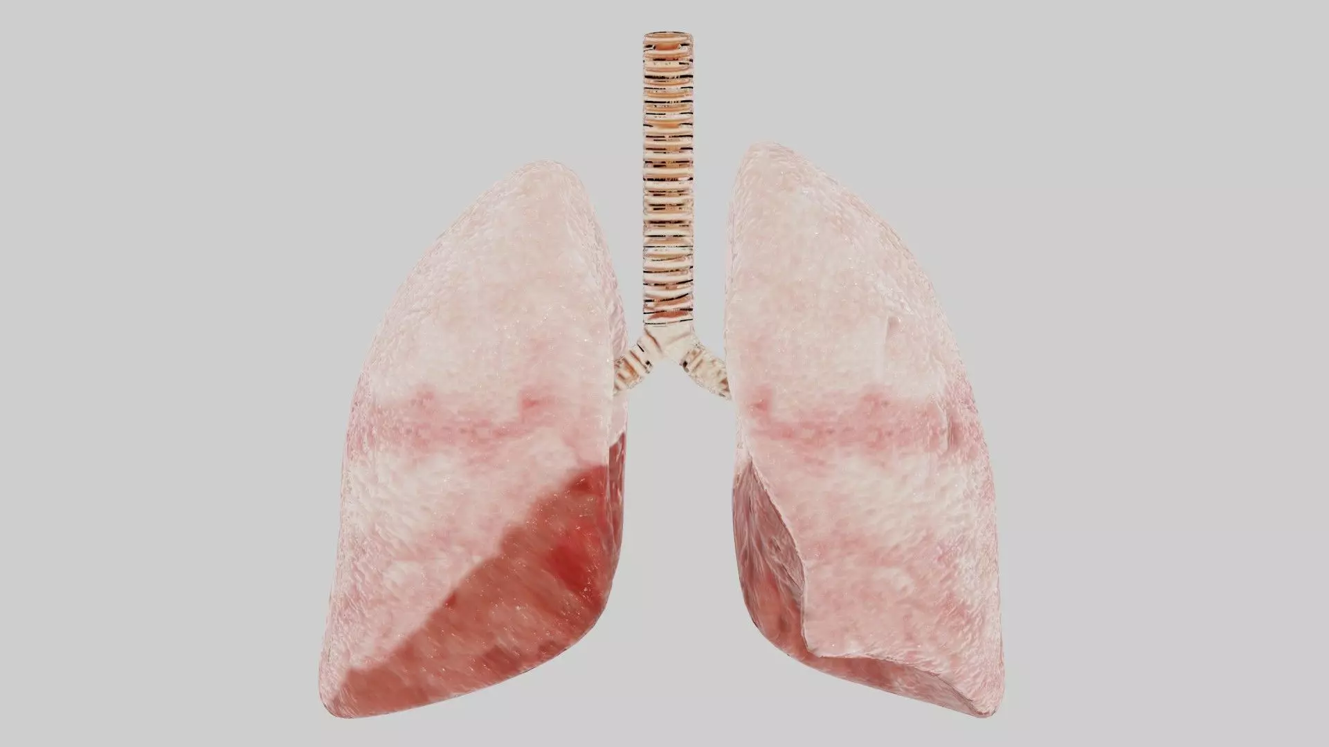 Human lungs fully rigged low poly 2 Low-poly 3D model_0
