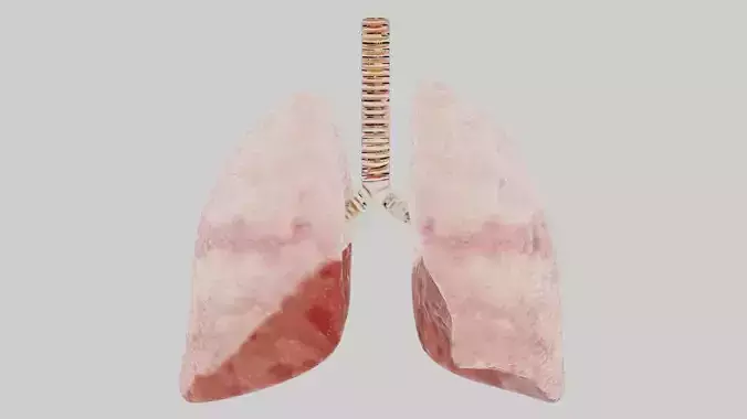 Human lungs fully rigged low poly 2 Low-poly 3D model