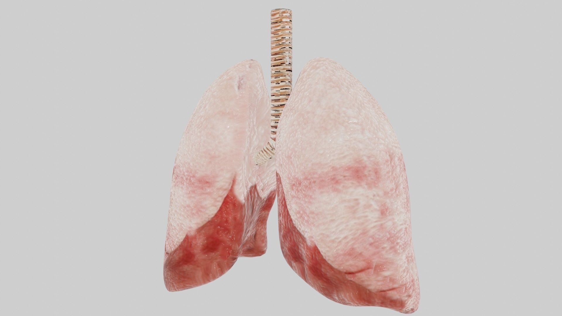 Human lungs fully rigged low poly 2 Low-poly 3D model_3