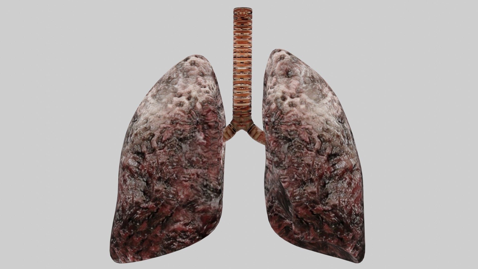 Smoker Human lungs fully rigged low poly 3 Low-poly 3D model_5