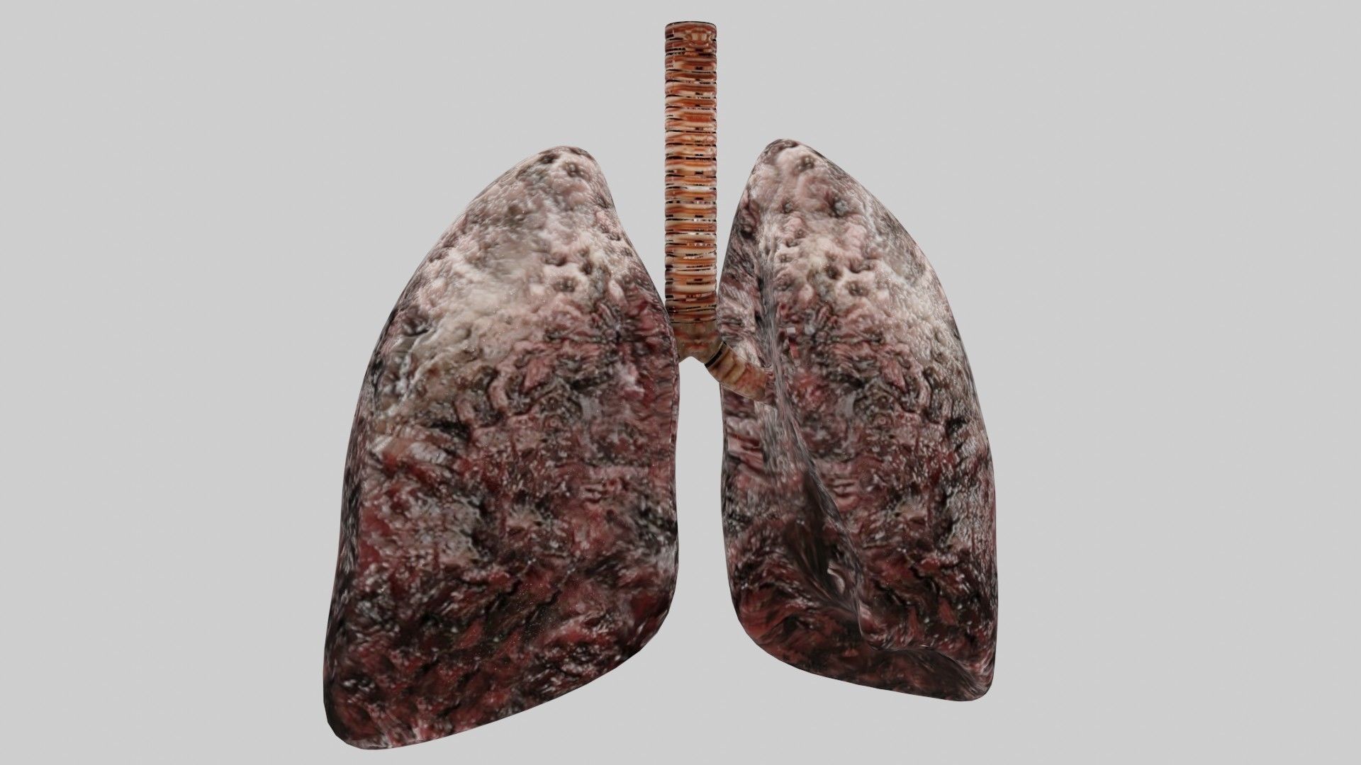 Smoker Human lungs fully rigged low poly 3 Low-poly 3D model_1