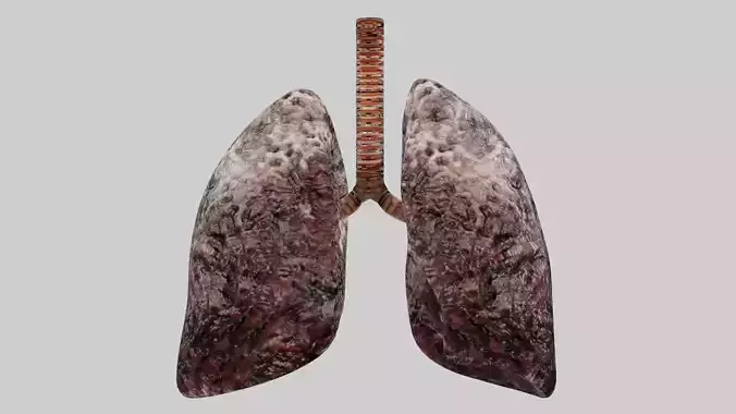 Smoker Human lungs fully rigged low poly 3 Low-poly 3D model