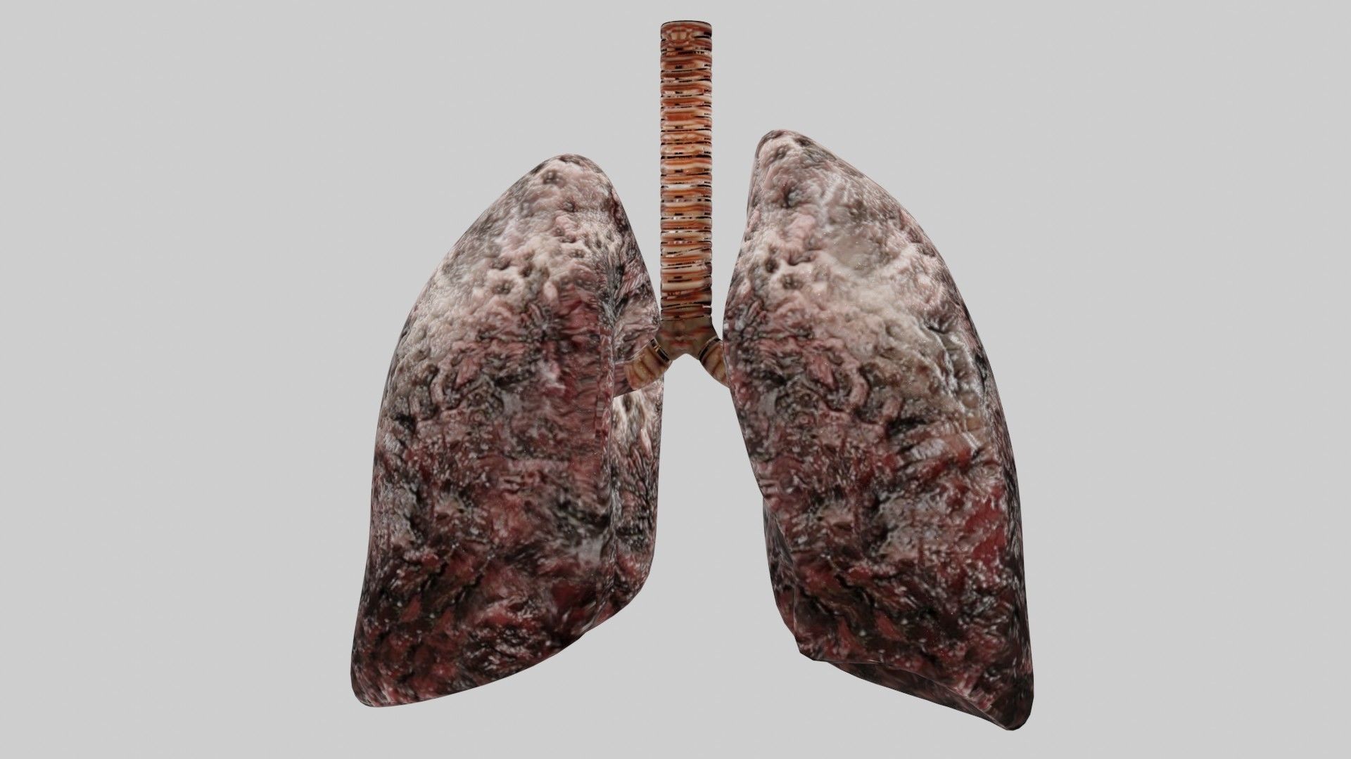 Smoker Human lungs fully rigged low poly 3 Low-poly 3D model_2