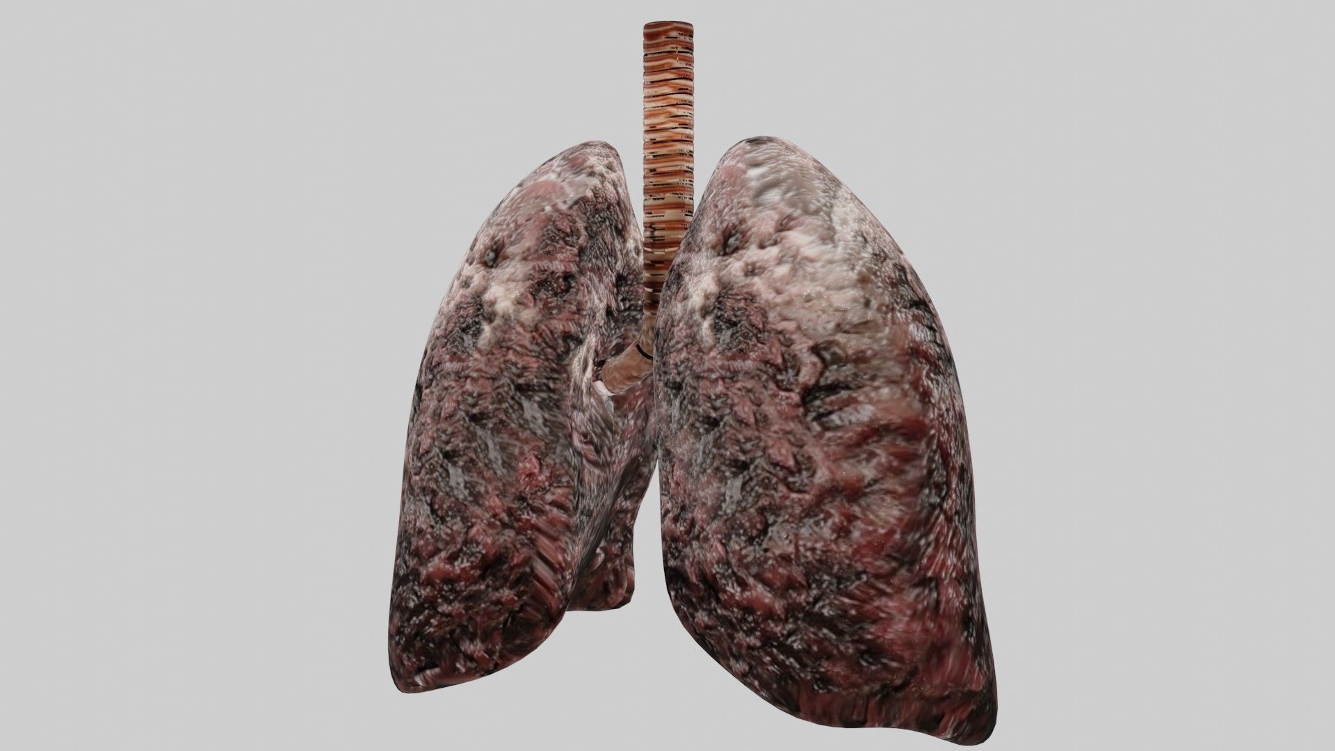 Smoker Human lungs fully rigged low poly 3 Low-poly 3D model_3